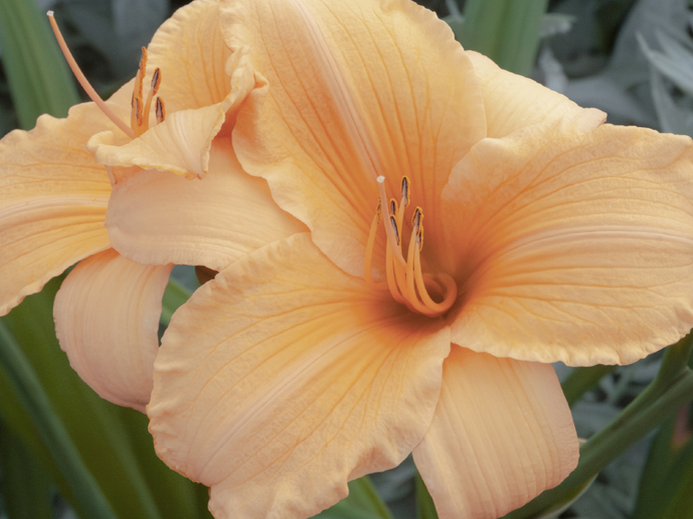 Cantaloupe Cut daylily by Dr. Tomas Tamberg